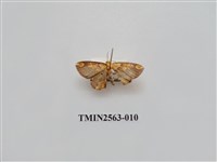 藏品(尺蛾62)的圖片